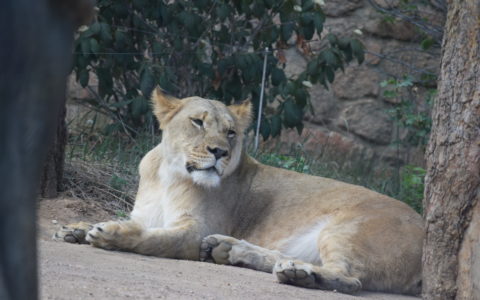 Day at the Zoo